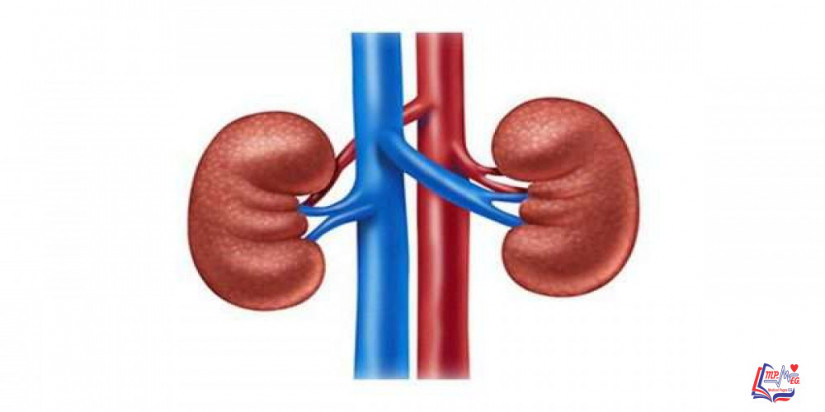 الفشل الكلوي في المرحلة النهائية End-stage renal disease