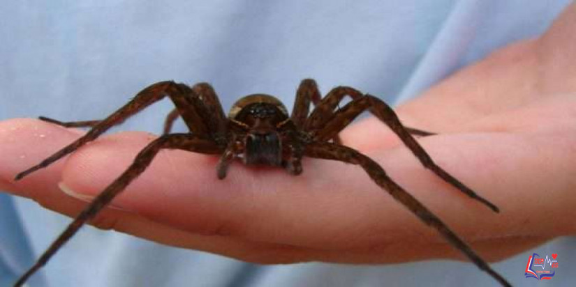لدغة العنكبوت Spider bite