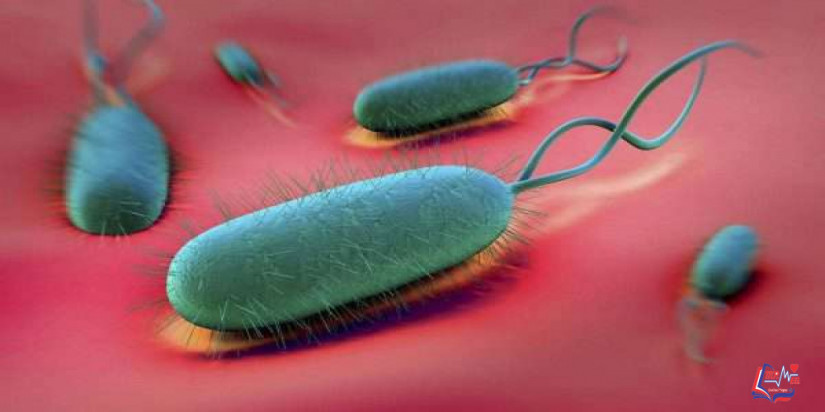 جرثومة المعده Helicobacter pylori infection