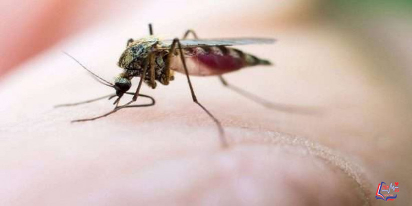 لدغة البعوض Mosquito bites