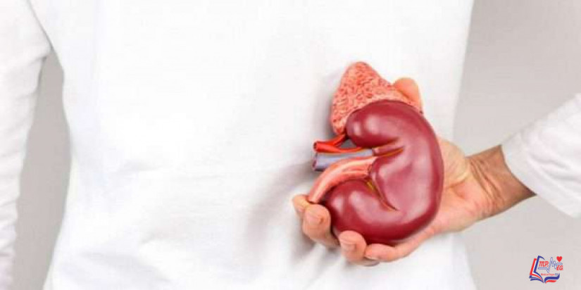 سرطان الكلى kidney cancer