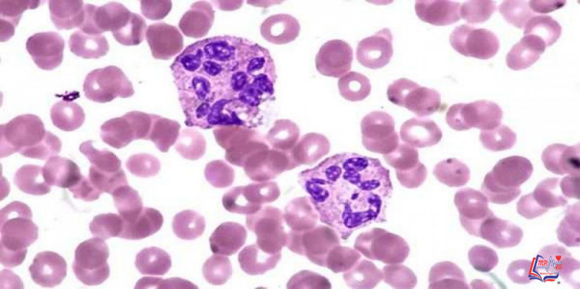نقص الخلايا المتعادلة Neutrophils deficiency