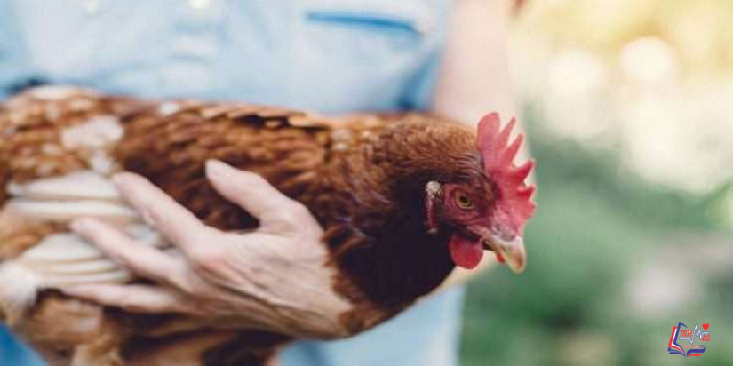 داء النوسجات Histoplasmosis