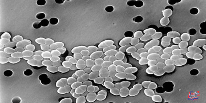 المكورات المعوية المقاومة للفانكومايسين Vancomycin resistant enterococci