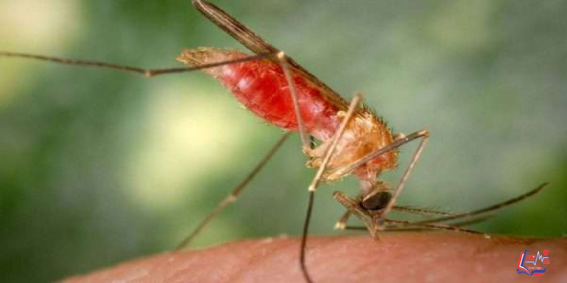 التيفوئيد Typhus