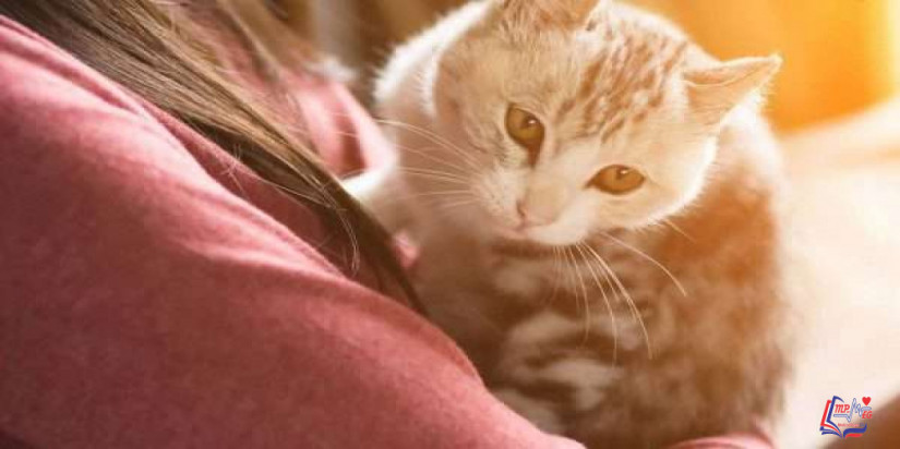 داء المقوسات Toxoplasmosis