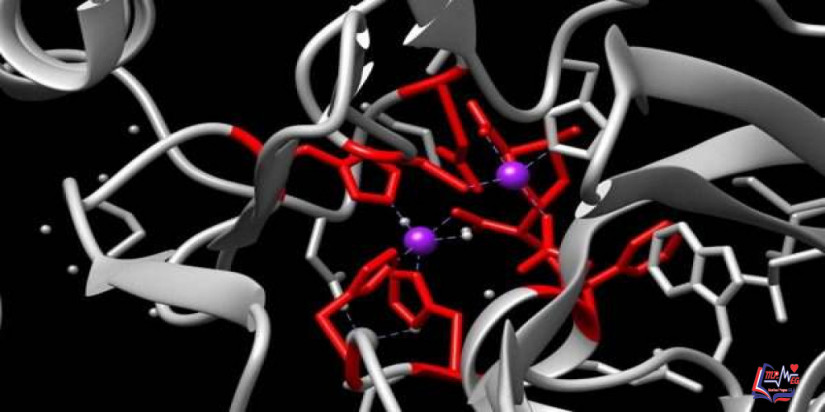 نيوديلهي ميتالو بيتا لاكتميز