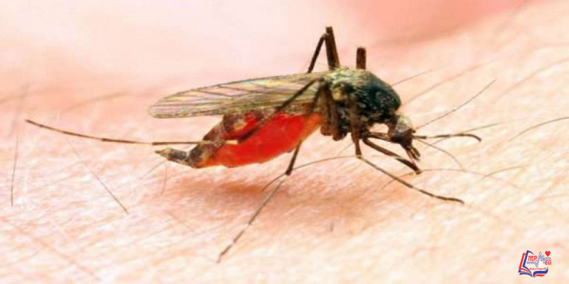 مرض الملاريا Malaria