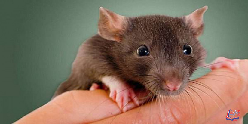 الطاعون Plague